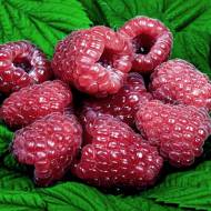 Саженец Малина Глен Ди в контейнере